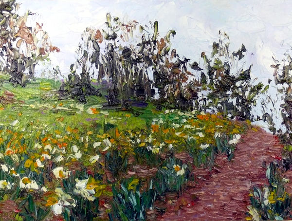 Daffodil Hill